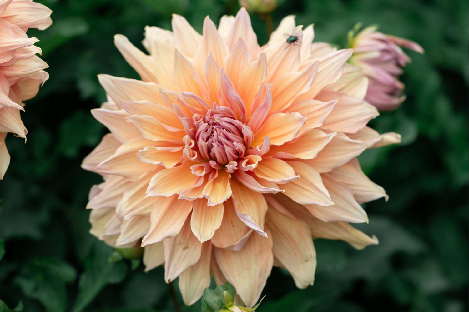 Dahlie 'Mango Madness'